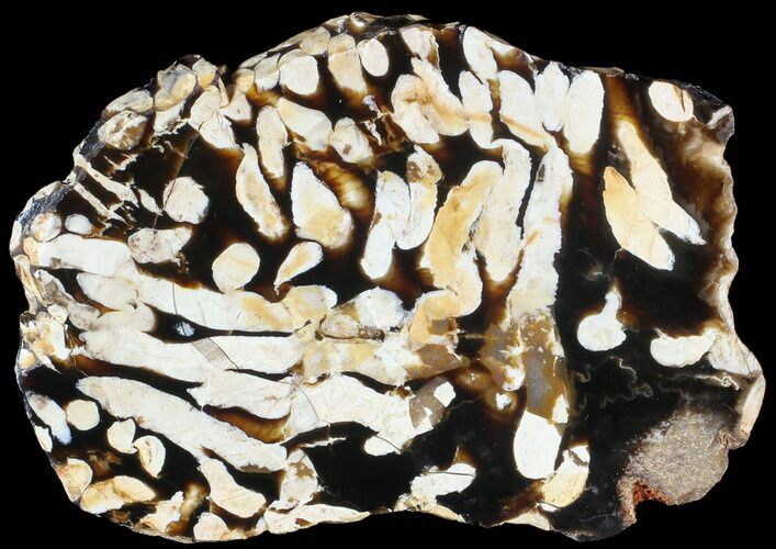 Slab of Fossilized Peanut Wood - Australia #63332